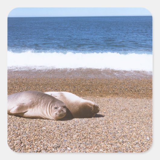 Zee leeuwen die op strand rusten vierkante sticker (Voorkant)
