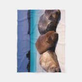 Zee leeuwen die op strand slapen | Ecuador Fleece Deken (Voorkant)