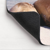 Zee leeuwen die op strand slapen | Ecuador Muismat (Hoek)