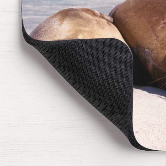 Zee leeuwen die op strand slapen | Ecuador Muismat (Hoek)