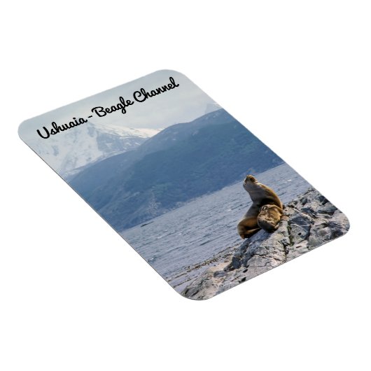 Zee leeuwen in het beagle kanaal - Argentinië Magneet (Rechterzijde)