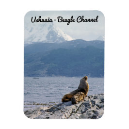 Zee leeuwen in het beagle kanaal - Argentinië Magneet