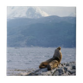 Zee leeuwen in het beagle kanaal - Argentinië Tegeltje (Voorkant)