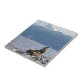 Zee leeuwen in het beagle kanaal - Argentinië Tegeltje (Zijkant)