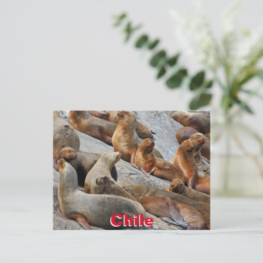 Zee leeuwen in Patagonië, Chili Briefkaart (Staand voorkant)