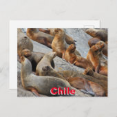 Zee leeuwen in Patagonië, Chili Briefkaart (Voorkant / Achterkant)