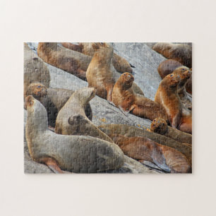 Zee leeuwen in Patagonië, Chili Legpuzzel