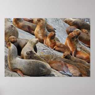 Zee leeuwen in Patagonië, Chili Poster
