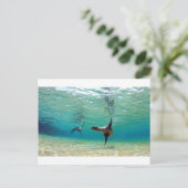 Zee leeuwen onder water Galapagos Briefkaart (Staand voorkant)