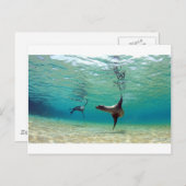 Zee leeuwen onder water Galapagos Briefkaart (Voorkant / Achterkant)