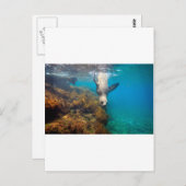 Zee leeuwen onder water Galapagos Briefkaart (Voorkant / Achterkant)