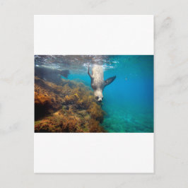 Zee leeuwen onder water Galapagos Briefkaart