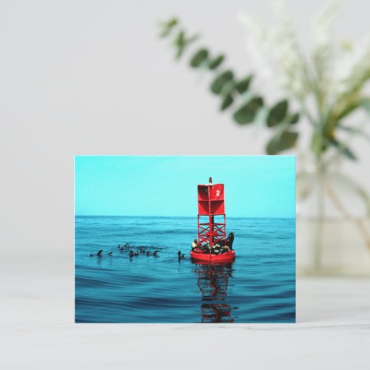 Zee leeuwen op havenboei, Ventura, Californië, VS Briefkaart (Staand voorkant)