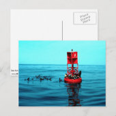 Zee leeuwen op havenboei, Ventura, Californië, VS Briefkaart (Voorkant / Achterkant)