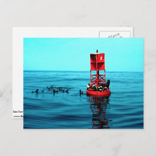 Zee leeuwen op havenboei, Ventura, Californië, VS Briefkaart (Voorkant / Achterkant)