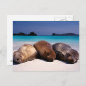 Zee leeuwen op strand | Ecuador Briefkaart (Voorkant / Achterkant)