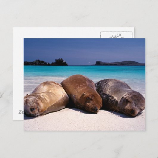 Zee leeuwen op strand | Ecuador Briefkaart (Voorkant / Achterkant)