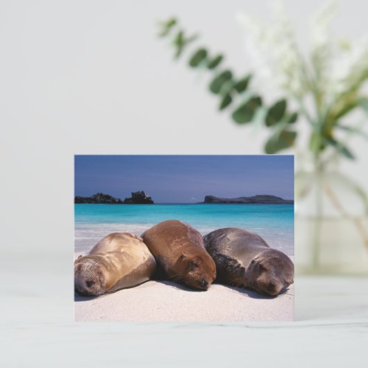 Zee leeuwen op strand | Ecuador Briefkaart (Staand voorkant)