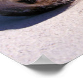 Zee leeuwen op strand | Ecuador Poster (Hoek)