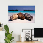 Zee leeuwen op strand | Ecuador Poster (Thuiskantoor)