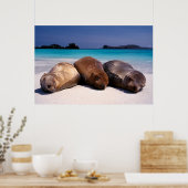 Zee leeuwen op strand | Ecuador Poster (Keuken)