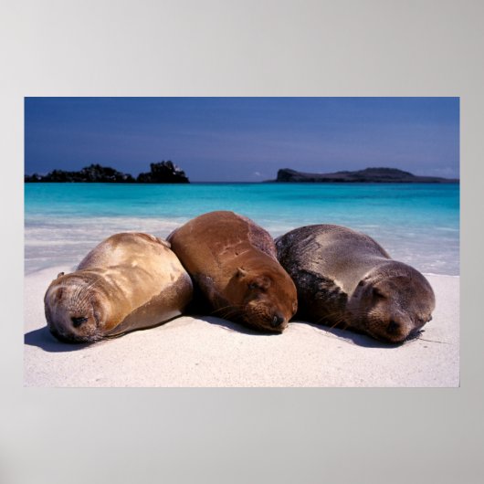 Zee leeuwen op strand | Ecuador Poster (Voorkant)
