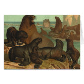 Zee leeuwen op strand, zeedier (Voorkant Horizontaal)