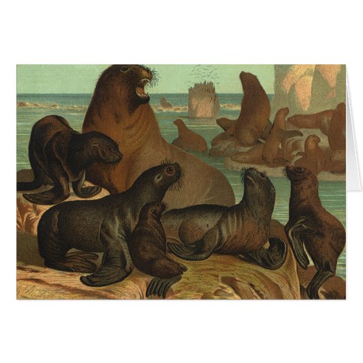  Zee leeuwen op strand, zeedier (Voorkant Horizontaal)