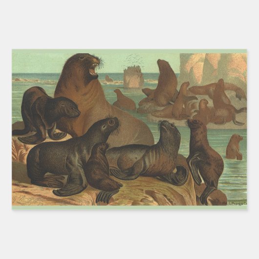 Zee leeuwen op strand, zeedier Inpakpapier Vel (Voorkant 3)