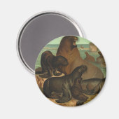 Zee leeuwen op strand, zeedier Magneet (Voorkant / Achterkant)