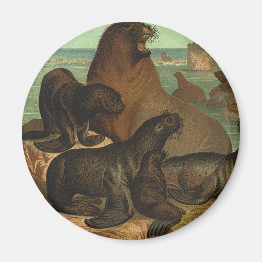 Zee leeuwen op strand, zeedier Magneet (Voorkant)