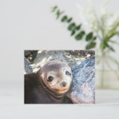 Zee leeuwpop, Isla Las Plazas, Galapagos Briefkaart (Staand voorkant)
