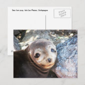 Zee leeuwpop, Isla Las Plazas, Galapagos Briefkaart (Voorkant / Achterkant)
