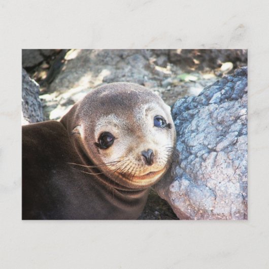 Zee leeuwpop, Isla Las Plazas, Galapagos Briefkaart (Voorkant)