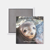 Zee leeuwpop, Isla Las Plazas, Galapagos Magneet (Voorkant / Achterkant)