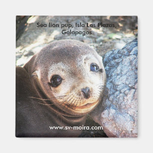 Zee leeuwpop, Isla Las Plazas, Galapagos Magneet