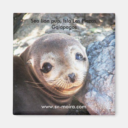Zee leeuwpop, Isla Las Plazas, Galapagos Magneet (Voorkant)