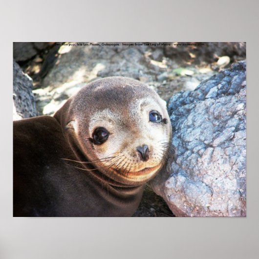Zee leeuwpop, Isla Las Plazas, Galapagos Poster (Voorkant)