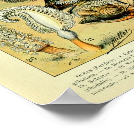 Zee leven door Adolphe Millot Poster (Hoek)