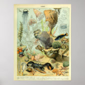 Zee leven door Adolphe Millot Poster (Voorkant)