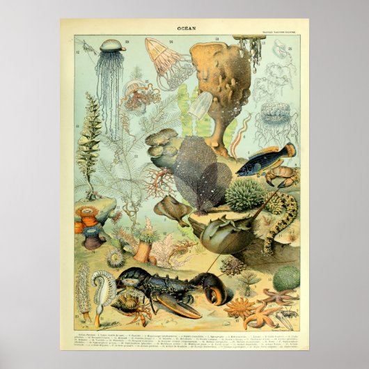  Zee leven door Adolphe Millot Poster (Voorkant)