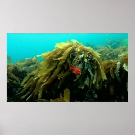 Zee leven poster (Voorkant)