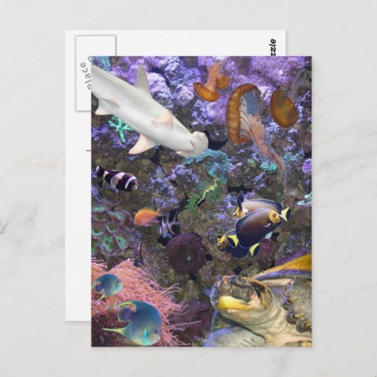 Zee Life Briefkaart (Voorkant / Achterkant)