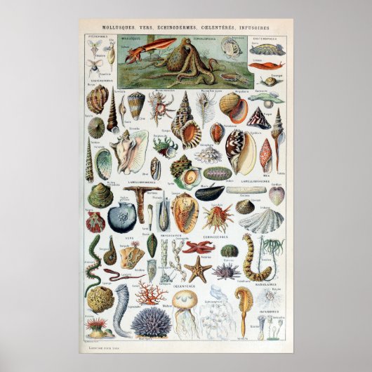  Zee Life Mollusks Poster (Voorkant)