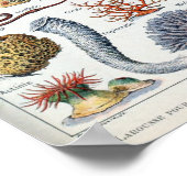  Zee Life Mollusks Poster (Hoek)