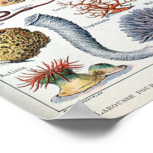 Zee Life Mollusks Poster (Hoek)