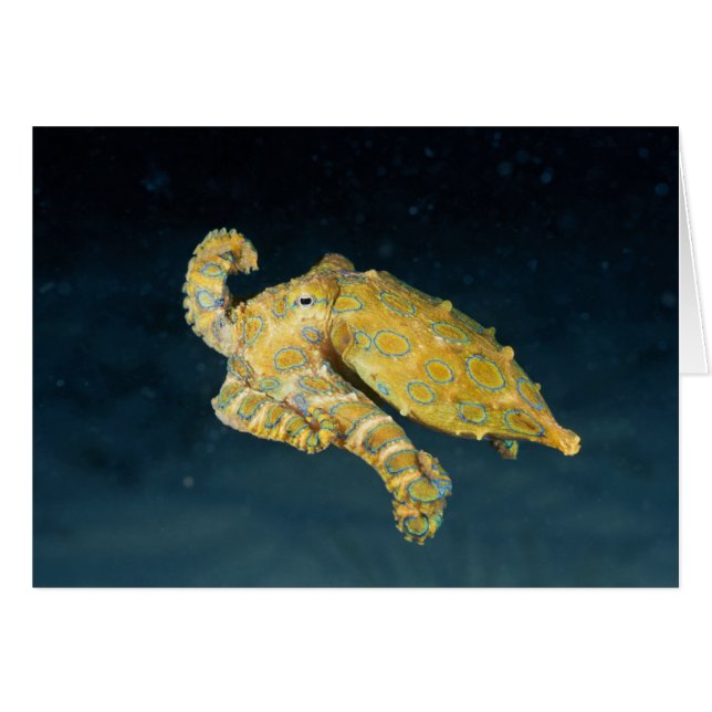 Zee Life - Octopus (Voorkant Horizontaal)