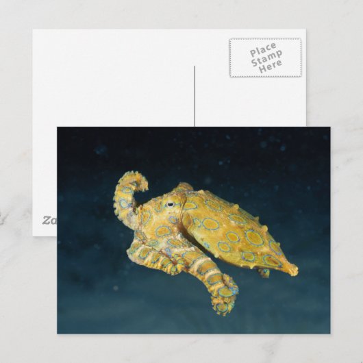 Zee Life - Octopus Briefkaart (Voorkant / Achterkant)
