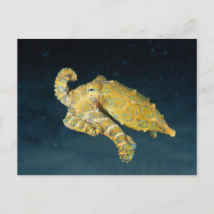 Zee Life - Octopus Briefkaart