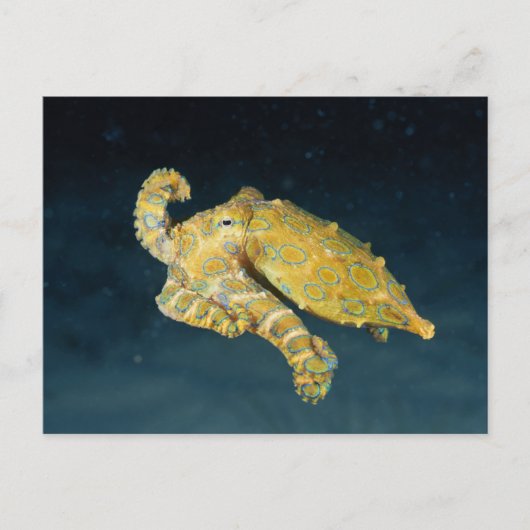 Zee Life - Octopus Briefkaart (Voorkant)